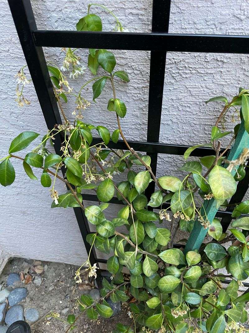 Skip Heavy Feeding Right After Blooming Skip Heavy Feeding Right After Blooming