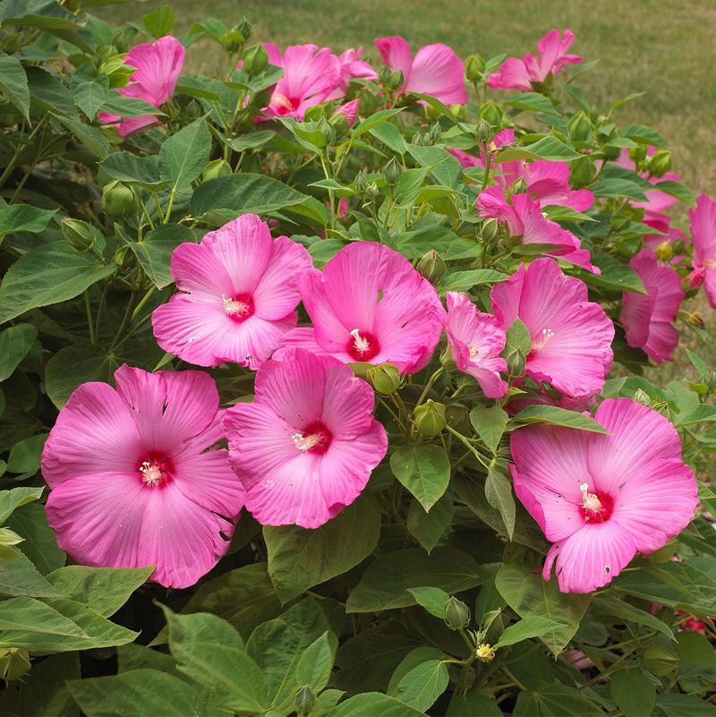 Skip Heavy Feeding This Late In Summer Skip Heavy Feeding This Late In Summer