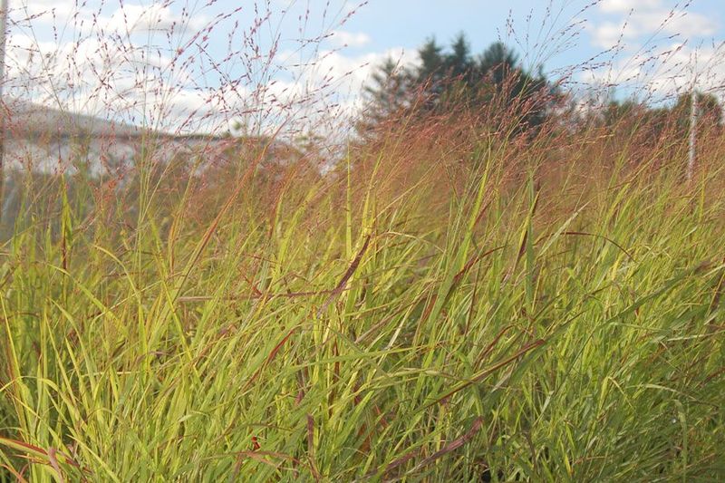 Skip Heavy Fertilizer That Encourages Flopping Skip Heavy Fertilizer That Encourages Flopping