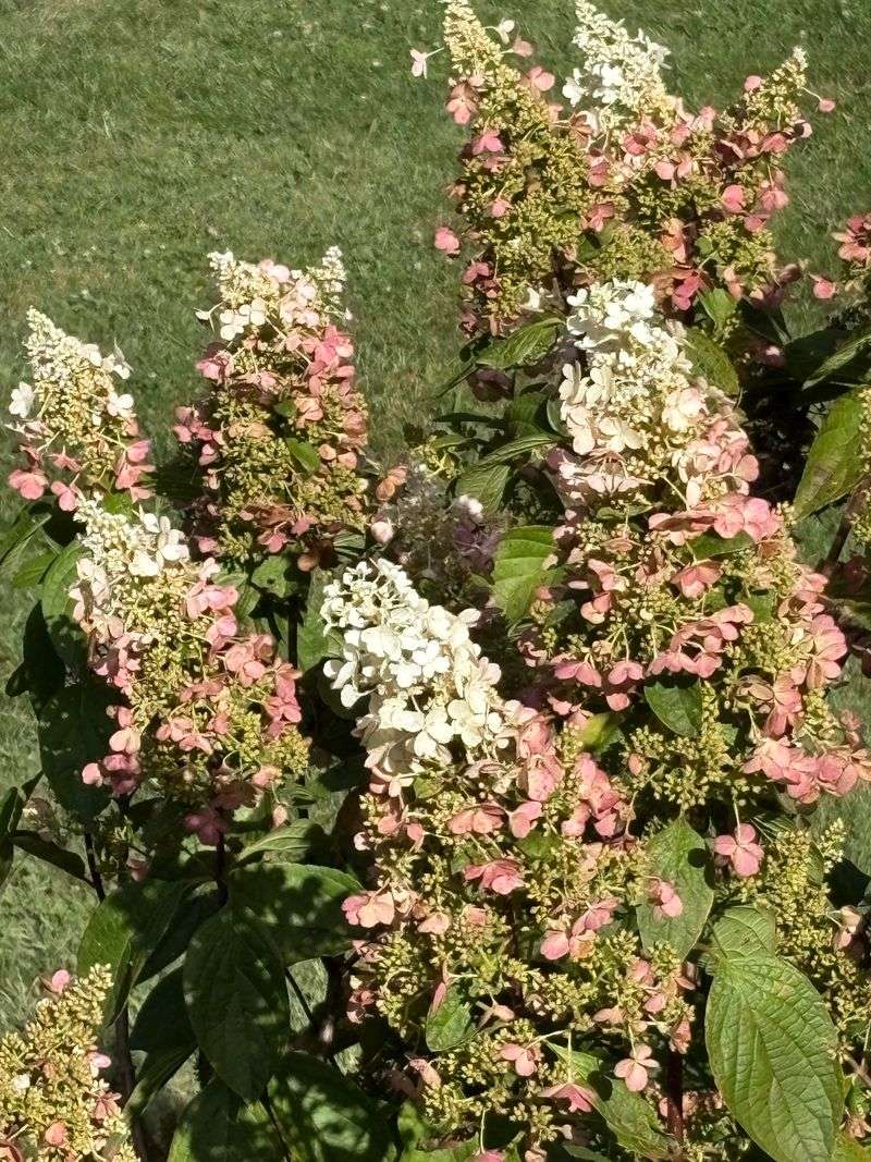 Skip Heavy Fertilizer This Late In The Season