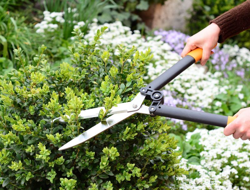 Skip Heavy Pruning This Late In The Growing Season