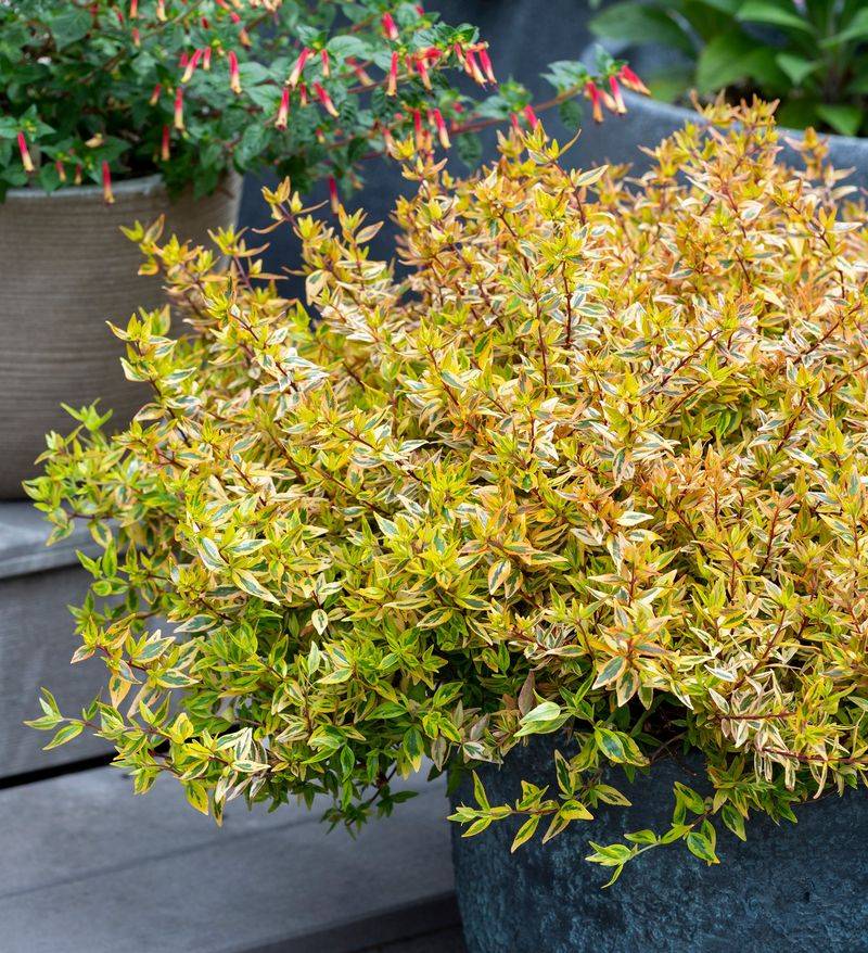 Skip Heavy Summer Pruning Skip Heavy Summer Pruning
