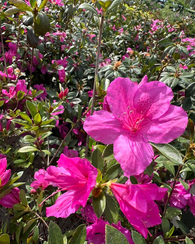Skip High Nitrogen Fertilizer Late In The Season