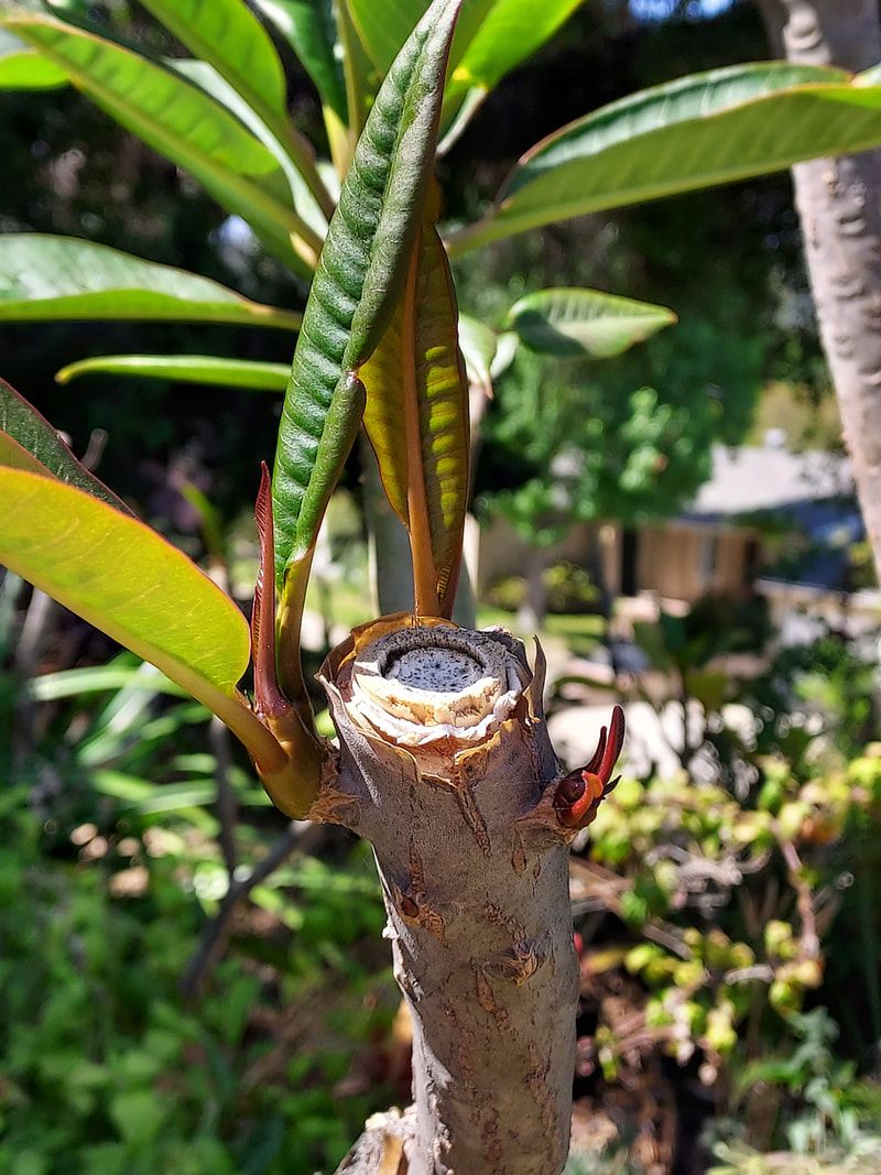 Skip Late Pruning That Pushes Tender Growth Skip Late Pruning That Pushes Tender Growth