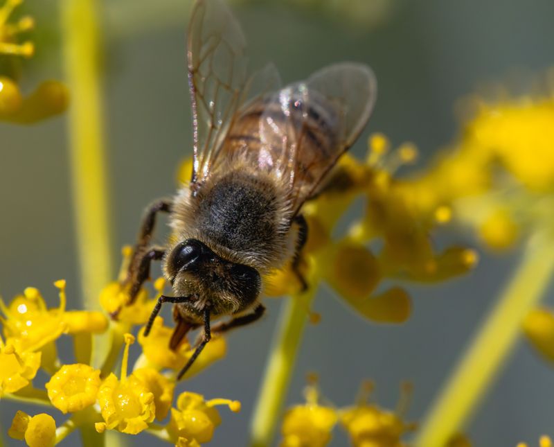 Skip Pesticides During Peak Bee Activity