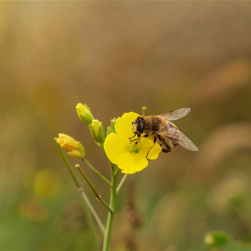 Skip Pesticides When Damage Stays Minor Skip Pesticides When Damage Stays Minor