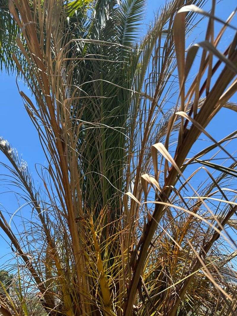 Skip Pruning Palms Until Fronds Turn Brown Skip Pruning Palms Until Fronds Turn Brown