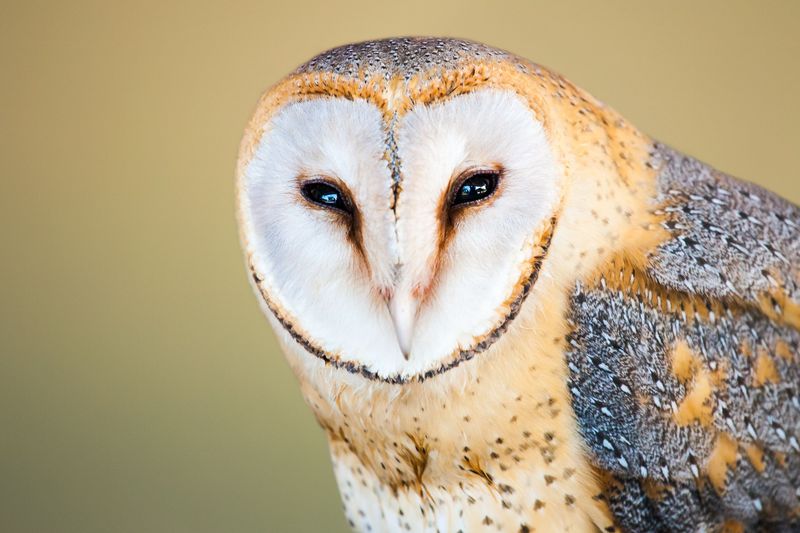 Skip Rodenticides That Poison Owls Indirectly