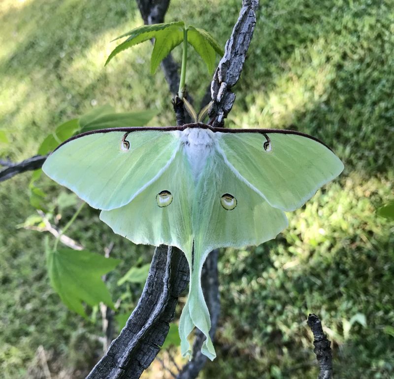 Skip Sprays That Reach Feeding Caterpillars Skip Sprays That Reach Feeding Caterpillars