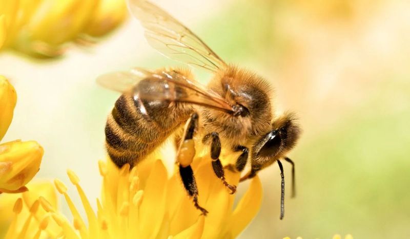 Skip Sprays While The Flowers Are Buzzing Skip Sprays While The Flowers Are Buzzing