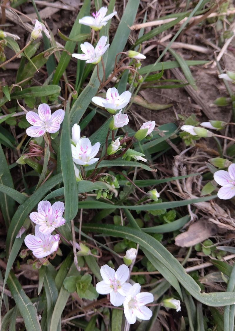 Skip Spring Beauty Tubers On Public Land