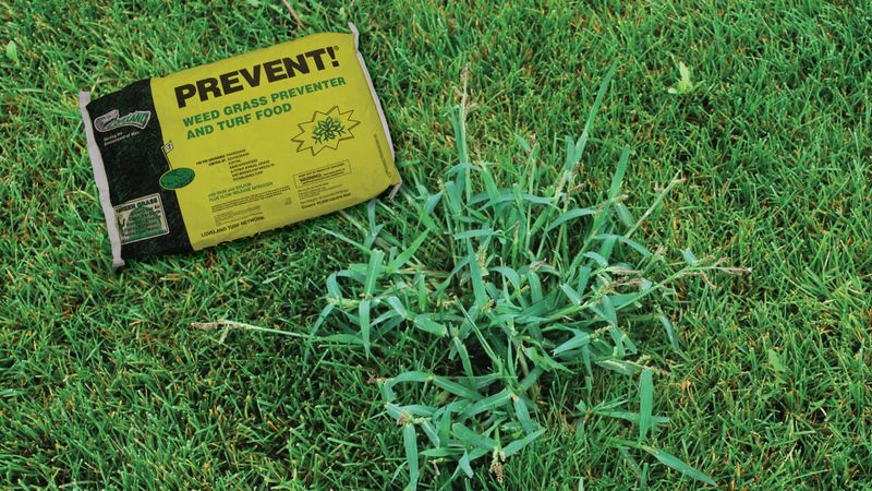 Skip Spring Preventer Once Crabgrass Has Already Sprouted Skip Spring Preventer Once Crabgrass Has Already Sprouted