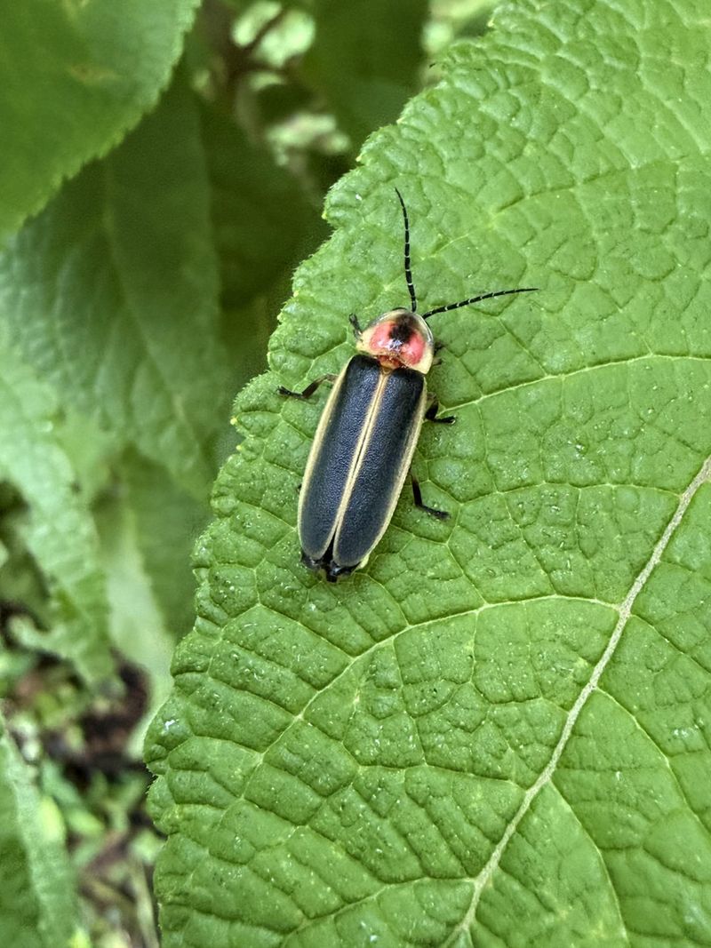 Skip The Chemicals That Disrupt Firefly Habitat