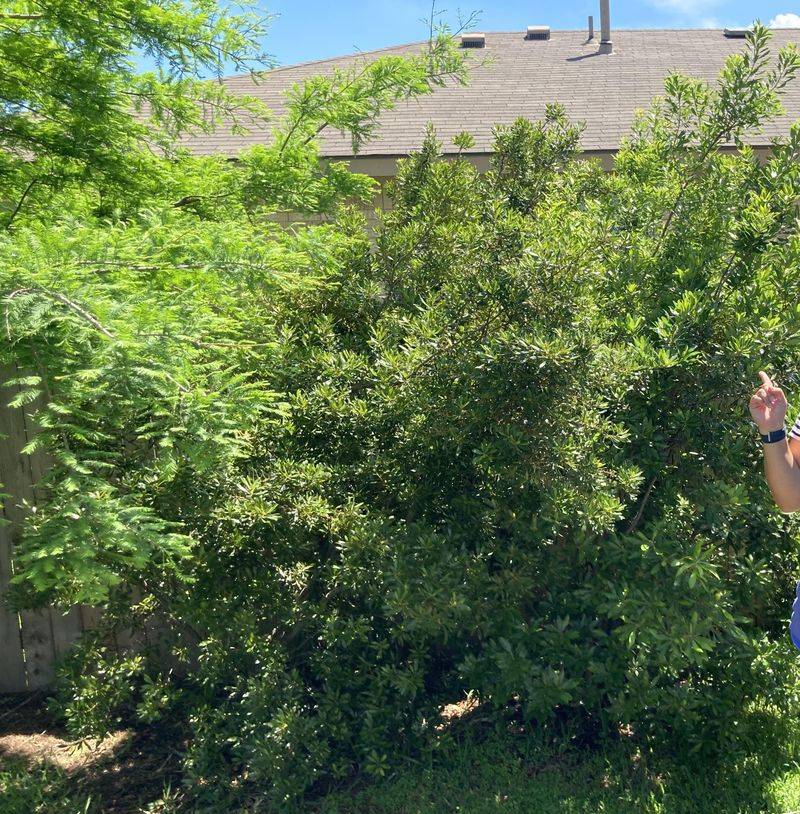 Skip The Hedge Trimmer For A Fuller Look