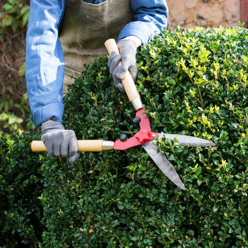 Skip The Late Pruning And Keep Watering Skip The Late Pruning And Keep Watering