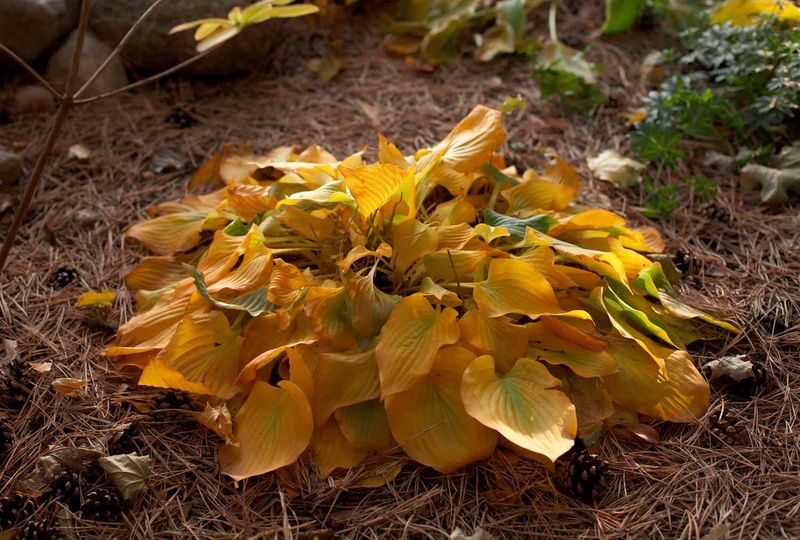Skip The Late-Season Fertilizer Skip The Late-Season Fertilizer