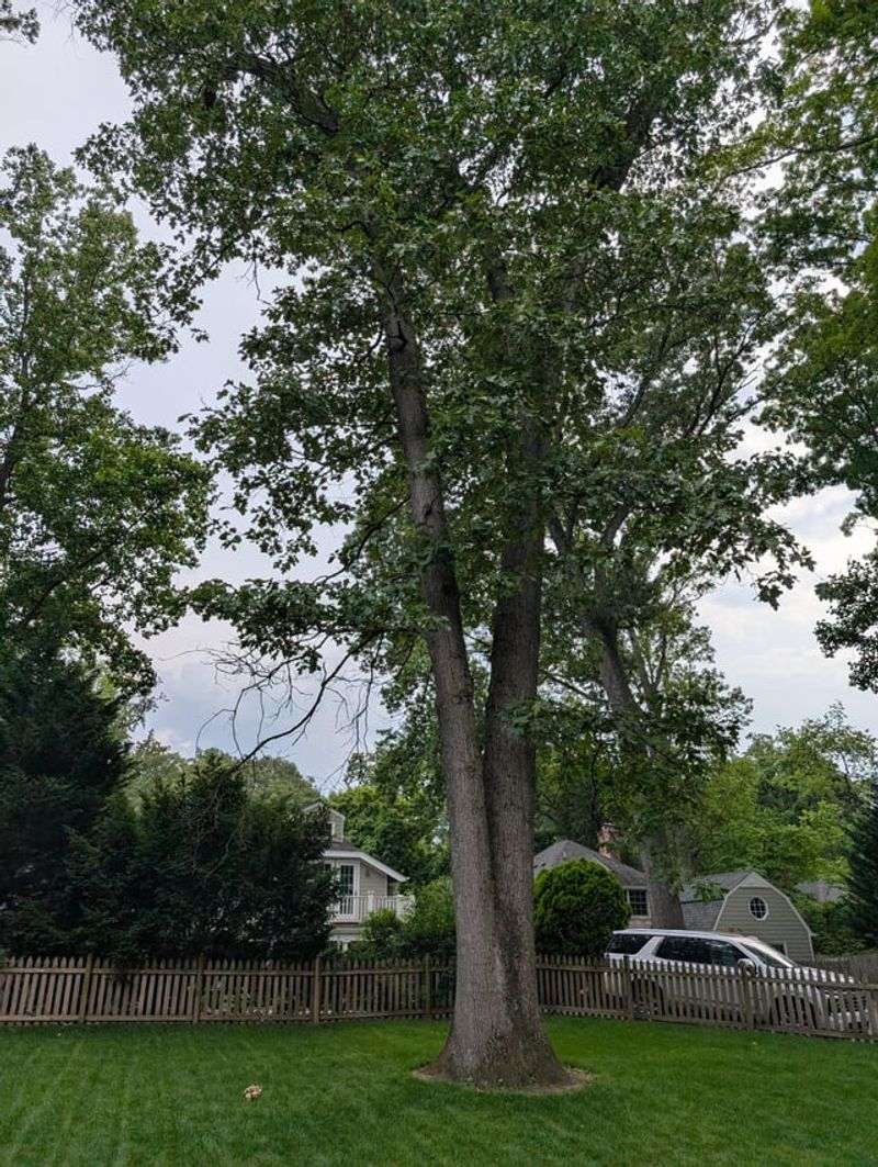 Skip The Spray Unless The Tree Shows A Bigger Problem Skip The Spray Unless The Tree Shows A Bigger Problem