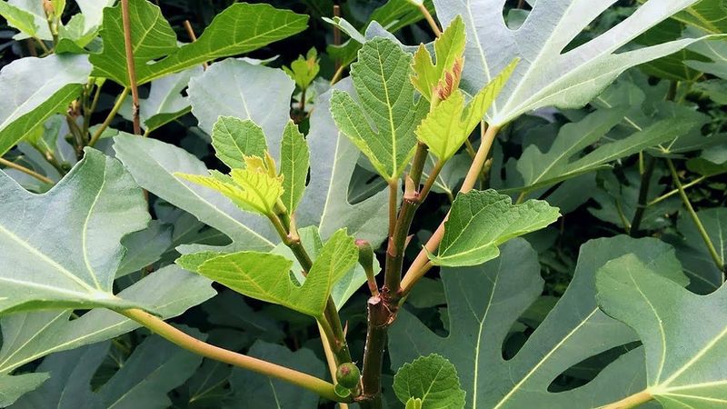 Skip the Automatic August Nitrogen