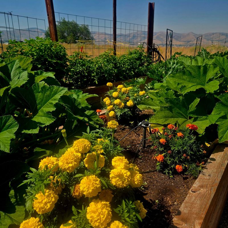 Skipping Companion Plants That Repel Pests