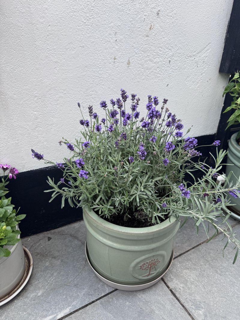 Skipping Daily Watering Once Plants Settle In Skipping Daily Watering Once Plants Settle In