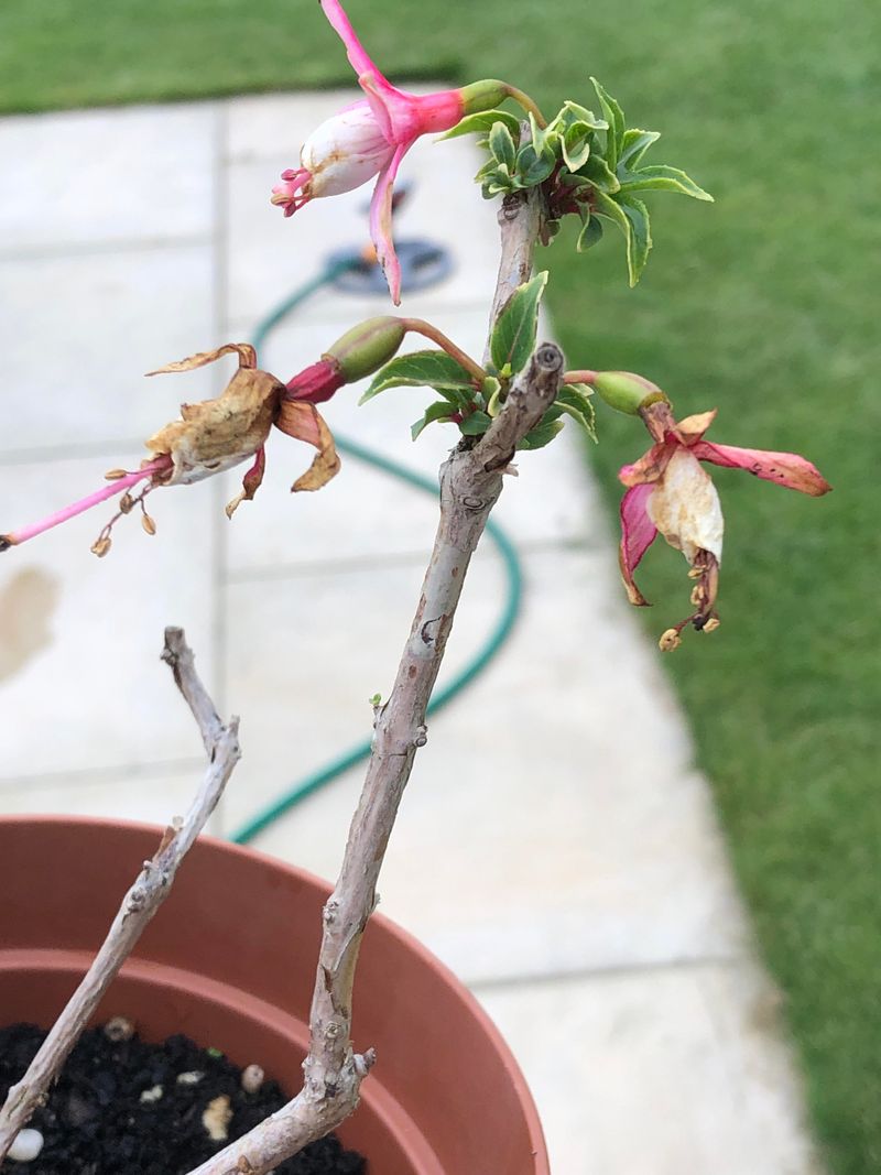 Skipping Deadheading And Slowing Fresh Flowers