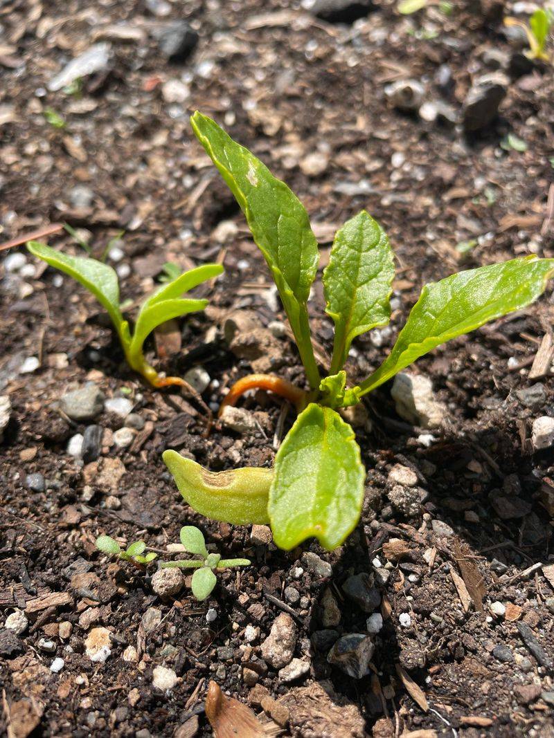 Skipping Early Thinning Crowds Every Root