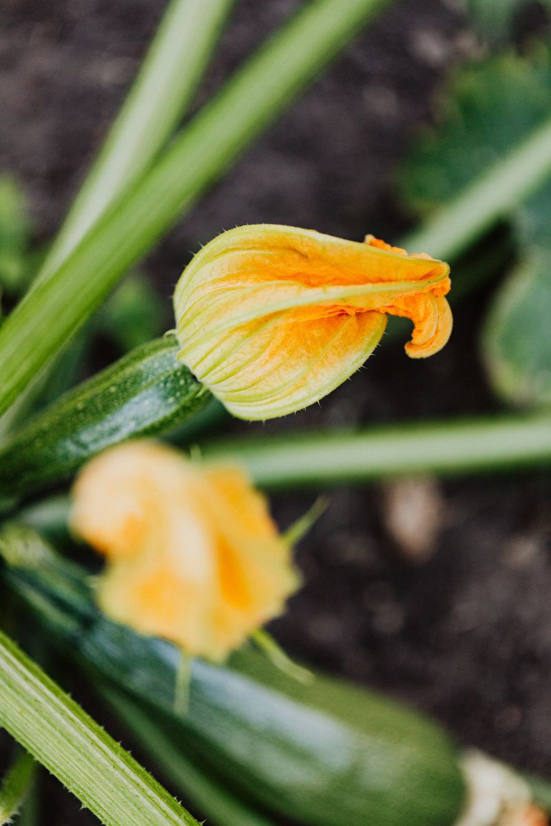 Skipping Hand Pollination During Cool Massachusetts Mornings