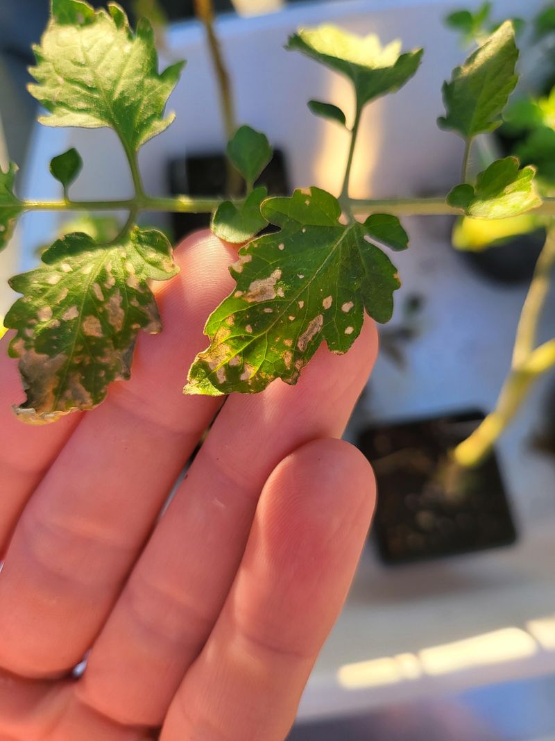Skipping Hand Pollination During Peak Afternoon Heat