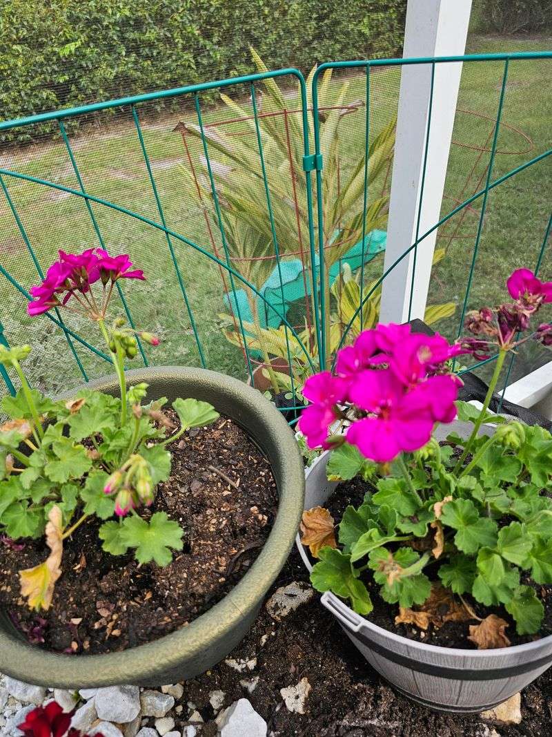 Skipping Heavy Fertilizer During The Hottest Weeks