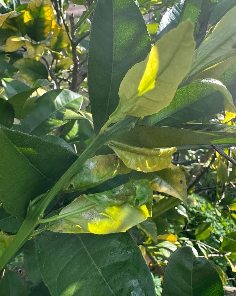 Skipping Heavy Fertilizer During The Hottest Weeks Skipping Heavy Fertilizer During The Hottest Weeks