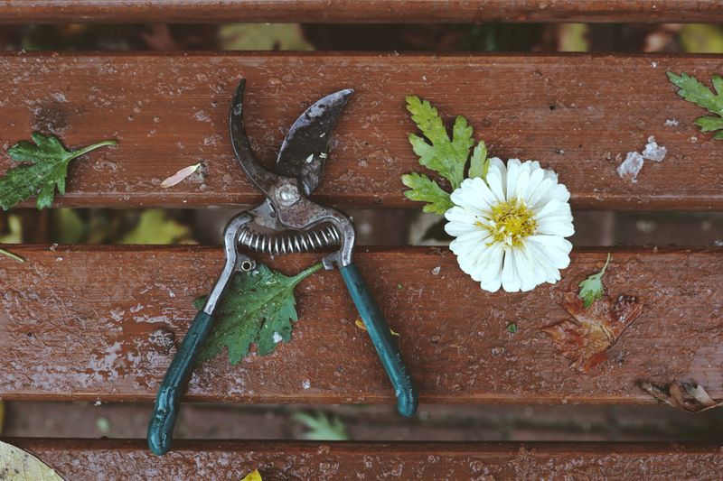 Skipping It Wastes Plant Energy Skipping It Wastes Plant Energy