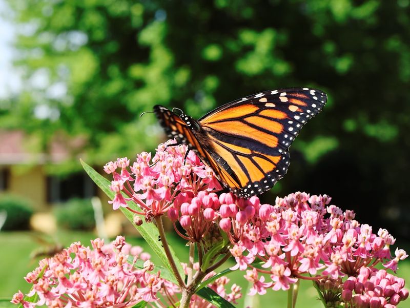 Skipping Milkweed Means Missing Part Of The Life Cycle Skipping Milkweed Means Missing Part Of The Life Cycle