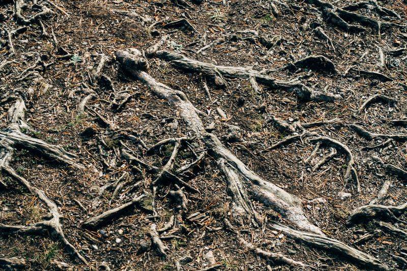 Skipping Mulch Exposes Roots To Heat