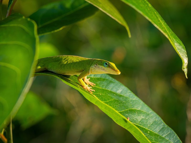 Skipping Pesticides Protects The Food Supply Skipping Pesticides Protects The Food Supply