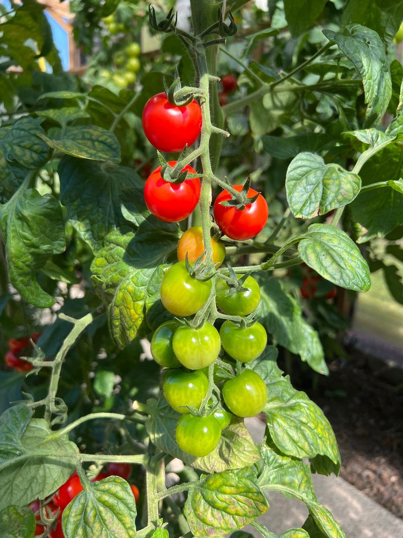 Skipping Phosphorus During Fruit Development Skipping Phosphorus During Fruit Development