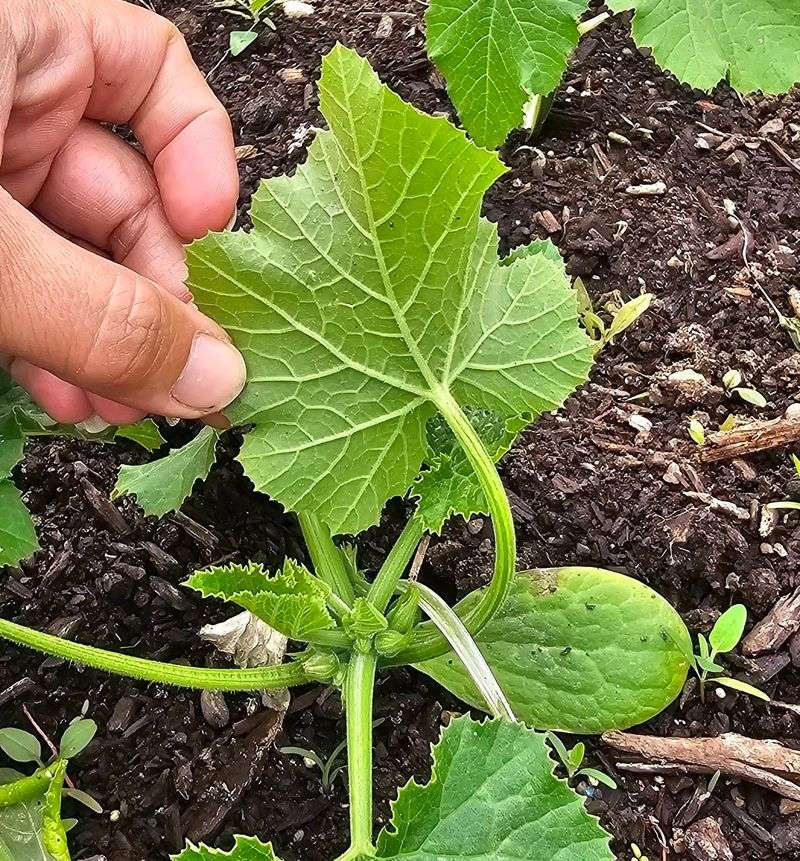 Skipping Regular Leaf And Stem Inspections