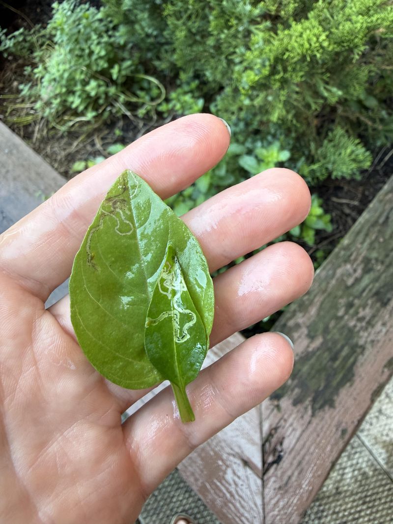 Skipping Soap Unless Pests Are Also A Problem