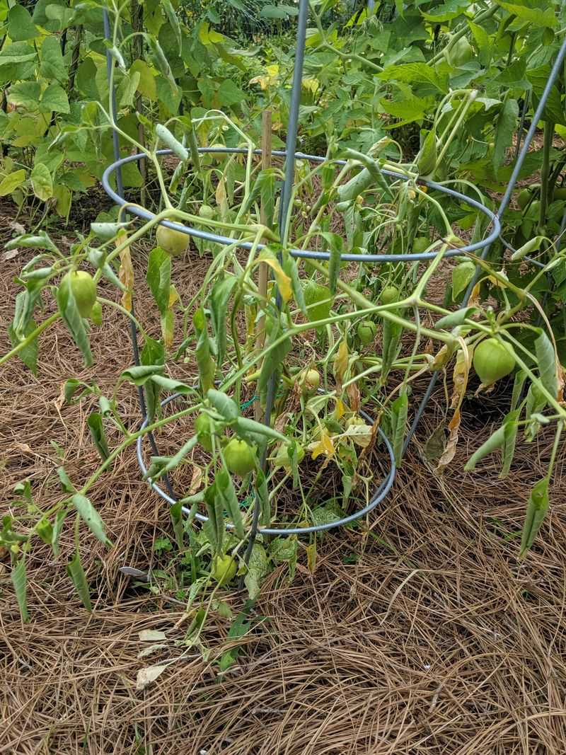 Skipping Strong Fertilizer On 100-Degree Days Skipping Strong Fertilizer On 100-Degree Days