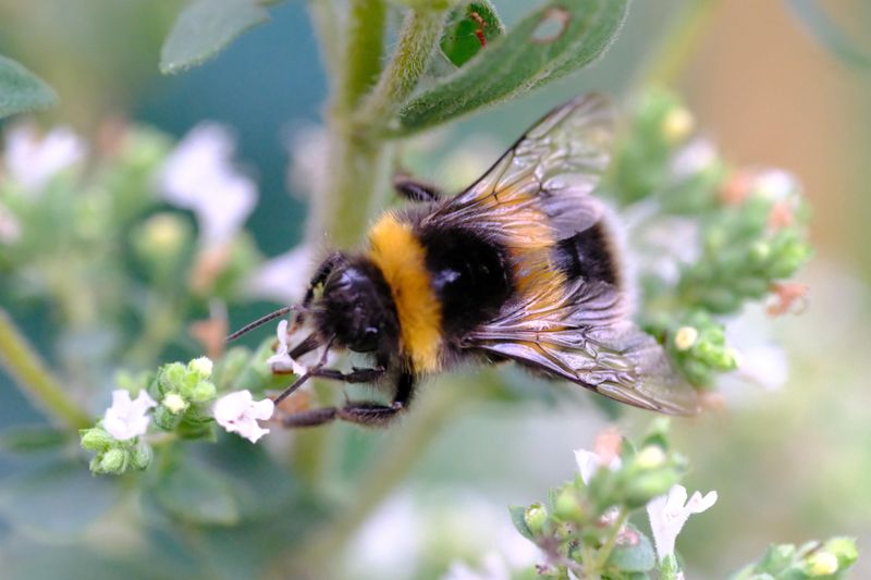 Skipping The Final Cut Gives Bees More To Work With Skipping The Final Cut Gives Bees More To Work With