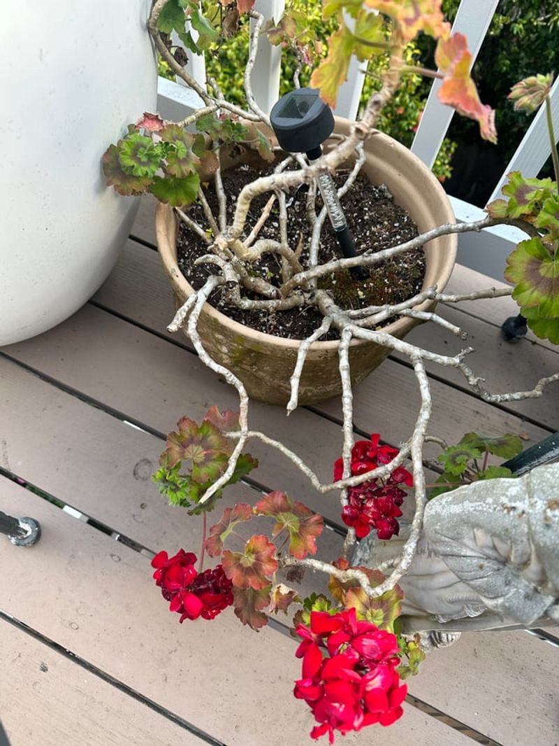 Skipping The Hard Chop Keeps Plants From Sulking