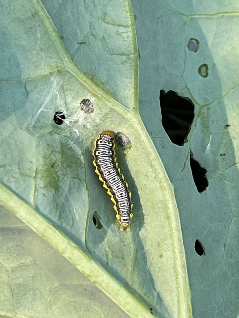 Skipping The Leaf Undersides Skipping The Leaf Undersides