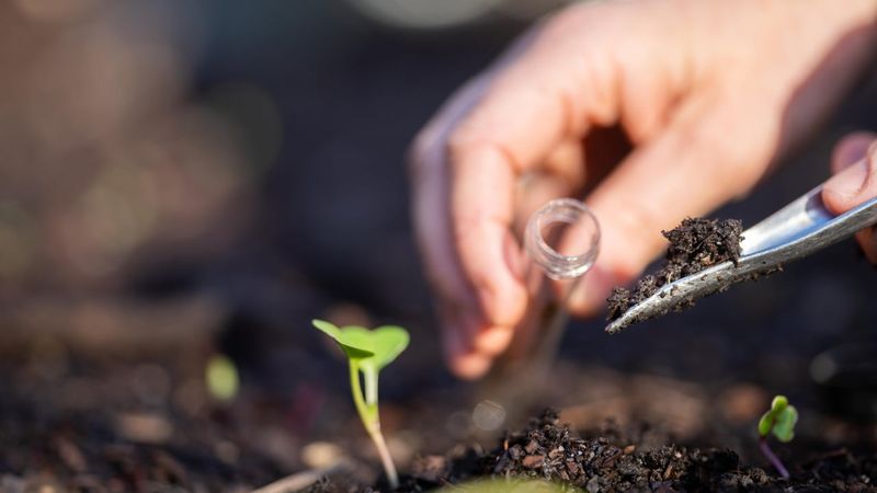 Skipping The Soil Test Skipping The Soil Test