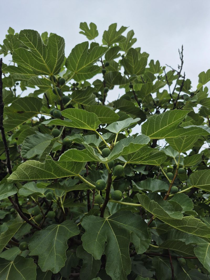 Skipping Water In August Shrinks The Second Fig Crop Skipping Water In August Shrinks The Second Fig Crop