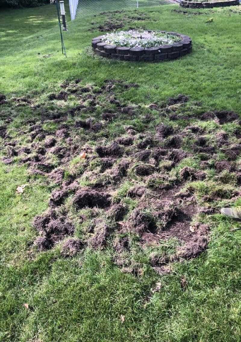 Skunk And Raccoon Digging As A Secondary Clue