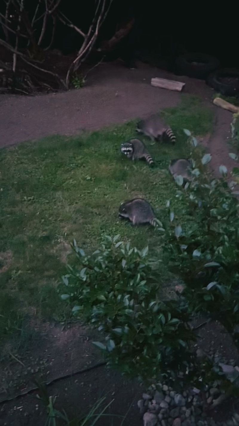 Skunks And Raccoons Peel Back Sod To Reach Them