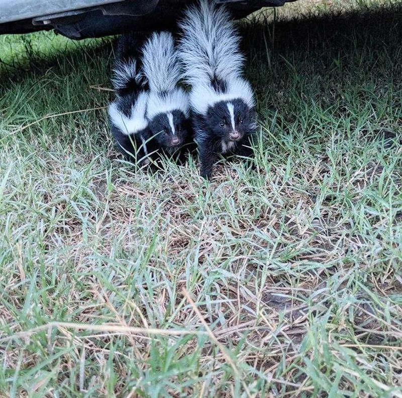 Skunks Flip Turf Looking For Beetle Larvae