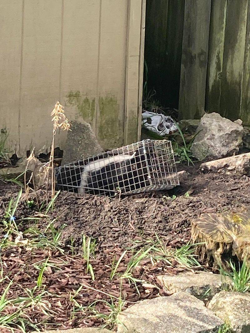 Skunks Need Extra Caution Before Anyone Moves Them Skunks Need Extra Caution Before Anyone Moves Them