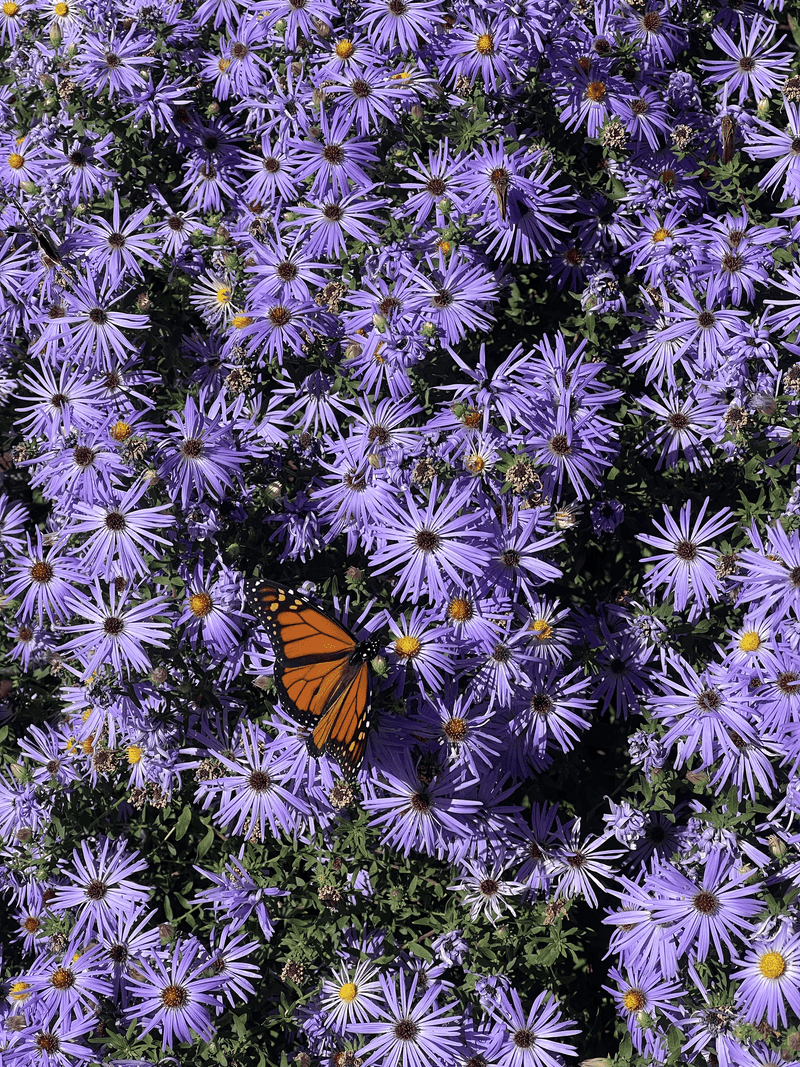 Sky Blue Aster