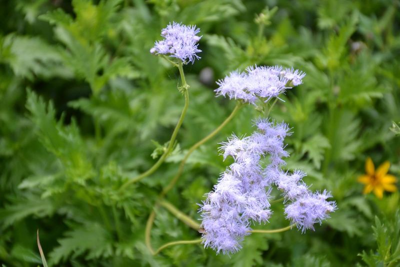 Sky-Blue Flowers That Can Draw Fall Monarchs Sky-Blue Flowers That Can Draw Fall Monarchs