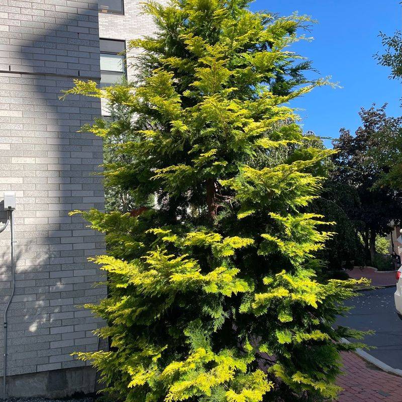 Slender Hinoki Cypress Gives Height In A Small Footprint